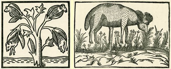 cordero vegetal misterio